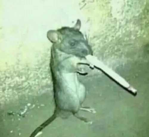 Khoảnh khắc chuột kinh sợ co người lại trước tiếng động lạ.