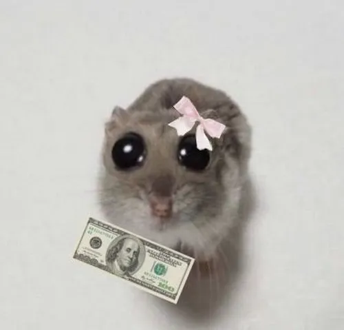 Ảnh meme vui chuột liếc mắt ti hí như nghi ngờ ai đó trộm đồ.