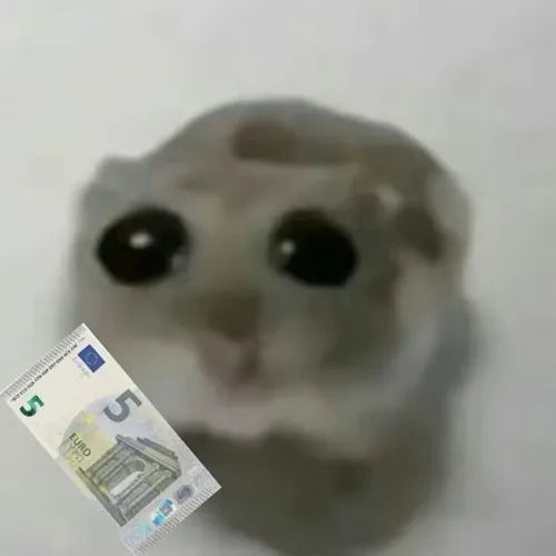 Hình meme hài chuột cười toe nhe răng cửa đầy lanh lợi.