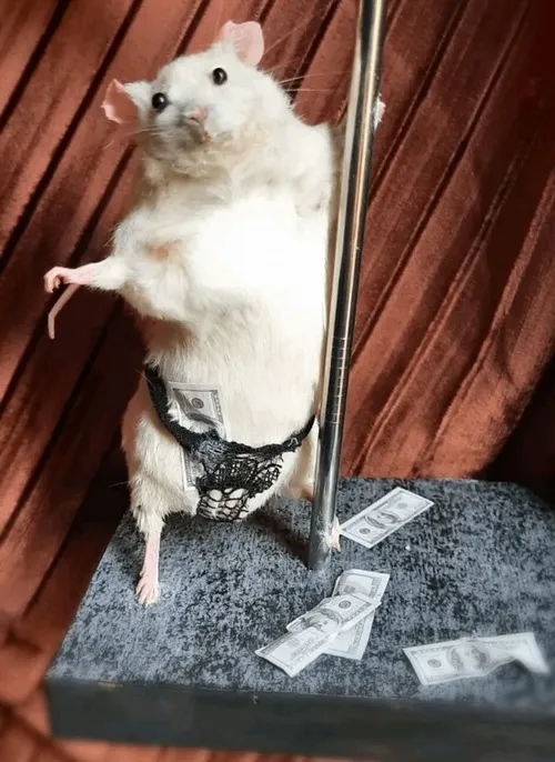 Hình meme chuột giật mình khi gặp đồ ăn bị giấu mất