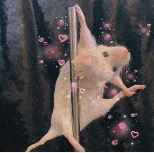 Khoảnh khắc chuột lom khom ôm phô mai nhìn đời đầy nghi vấn