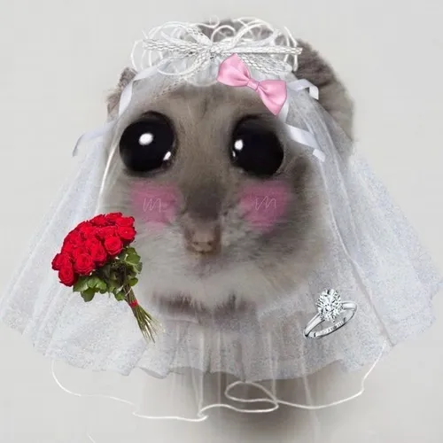 Meme chuột tinh ranh né góc bếp khiến ai xem cũng bật cười