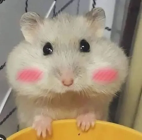 Meme hài chuột hài hước nghiêng đầu làm mặt xàm cực mạnh.