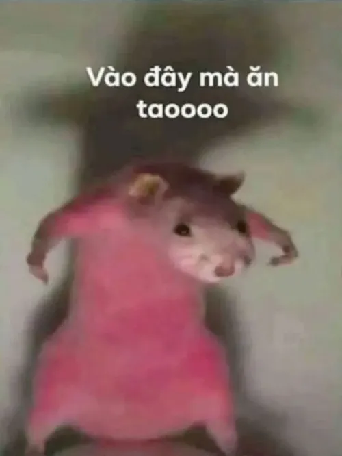 Meme hài chuột buồn ngủ lim dim mắt ti hí trong ổ giấy.