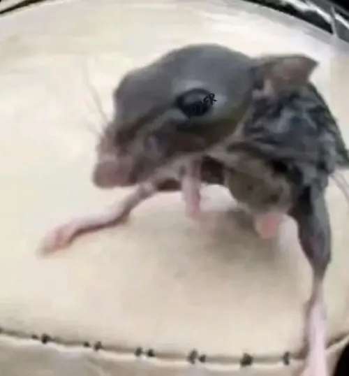 Hình troll chuột mệt mỏi nằm bẹp cạnh đống vụn bánh.