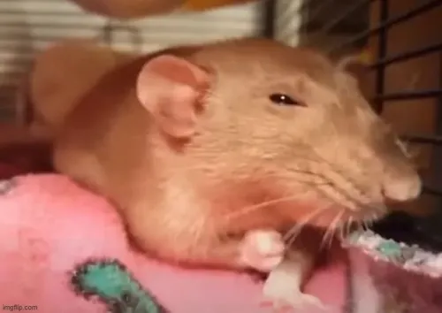 Ảnh troll chuột cám ơn bằng cái cúi đầu nhỏ xíu đầy đáng yêu.