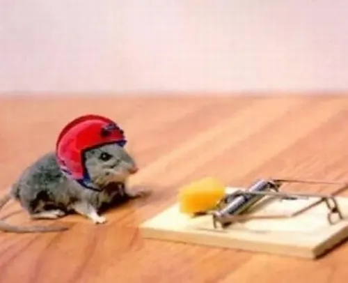 Ảnh vui chuột xin lỗi khi cụp tai xuống trông rất hiền.