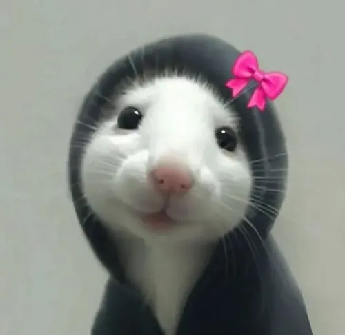 Ảnh vui chuột bất lực nhìn mẩu phô mai rơi xa khỏi tầm với.