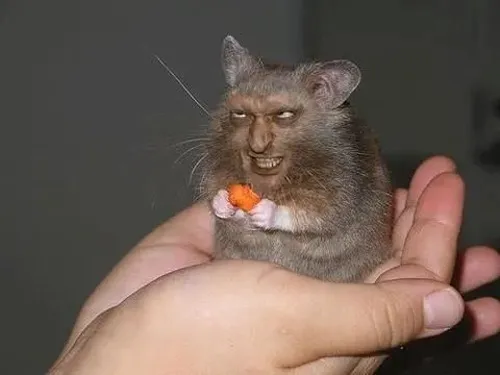 Ảnh hài chuột xem thường đảo mắt sang hướng khác đầy thái độ.