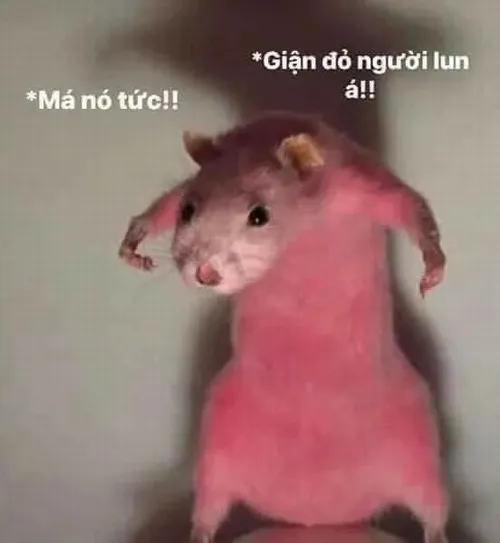 Meme chuột cười nham hiểm khi phát hiện kho đồ ăn bí mật.