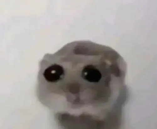 Meme chuột bé xíu nhưng thái độ thì đầy hỗn loạn