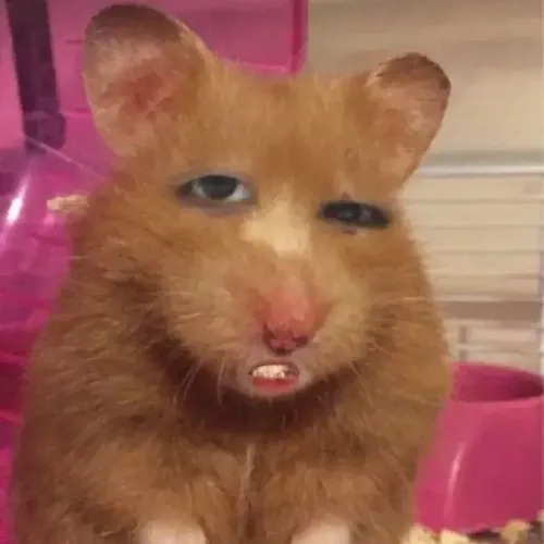 Hình meme hài chuột nghi ngờ nhìn xoáy vào người vừa bước vào.