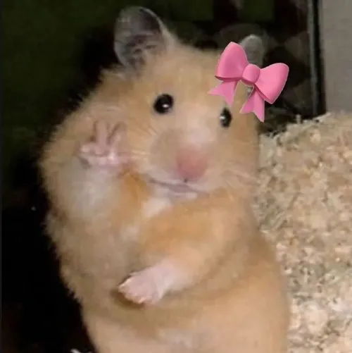 Hình chế meme vui chuột vô tri đứng đơ như mất kết nối.