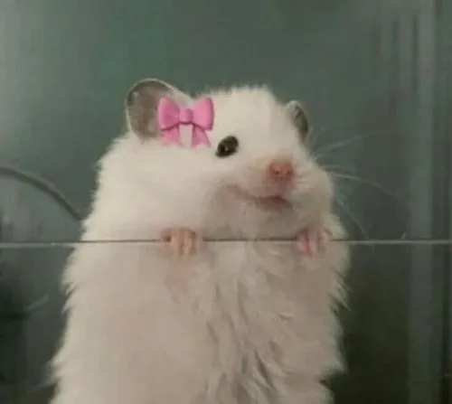 Meme chuột vui vẻ cầm miếng phô mai chạy líu ríu quanh bếp.