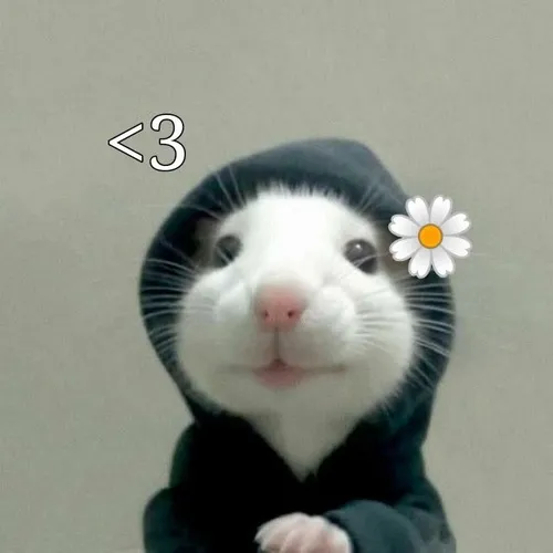 Hình chế meme vui chuột chán nản nằm dài ra sàn nhìn đời lơ ngơ.