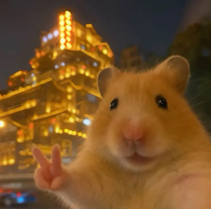 Meme con chuột hamster cười hồn nhiên thật dễ cưng