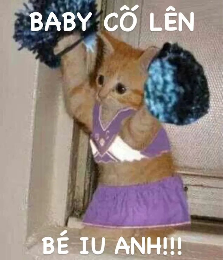 Meme mèo động viên vượt deadline giúp công sở bớt căng thẳng