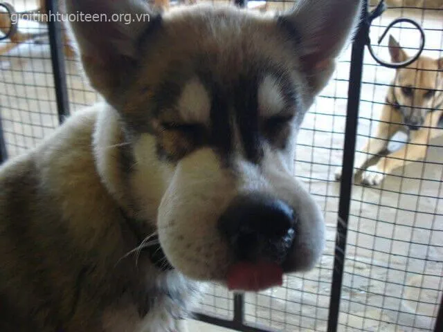 Meme hài mô tả biểu cảm chịu đựng cực chân thật