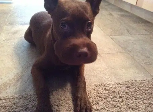 Meme hài boss nhỏ sưng mũi nhìn ngơ ngác dễ sợ