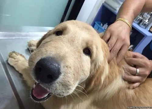 Ảnh vui biểu cảm sưng phồng và ánh nhìn đáng thương