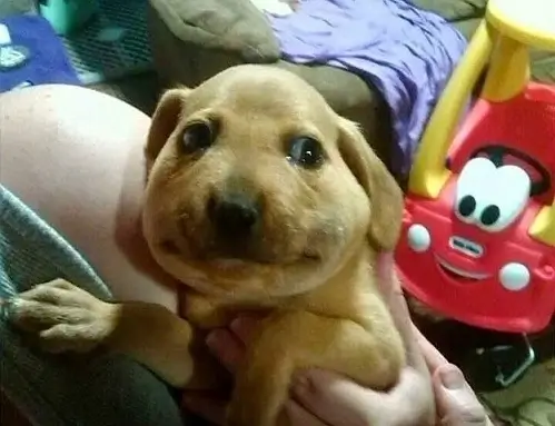 Hình chế boss nhỏ mặt sưng như bánh bao