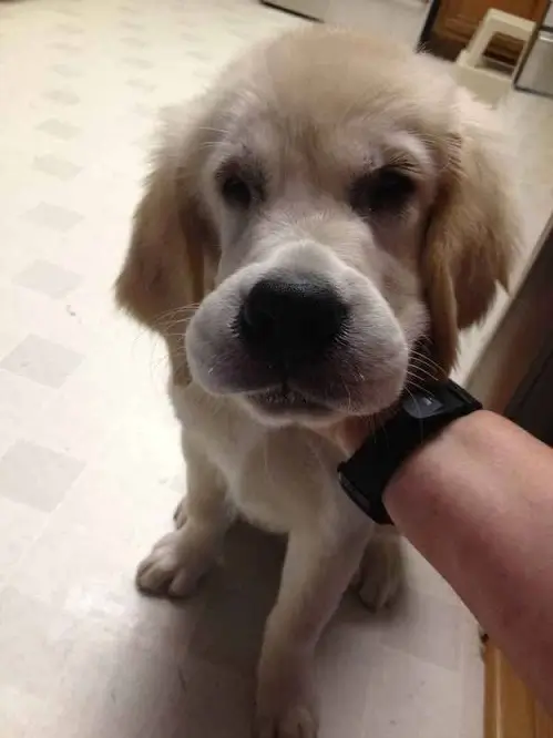 Ảnh hài gương mặt biến dạng tạm thời của chú chó