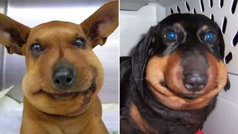 Ảnh hài chó mặt tròn vo khiến dân mạng cười xỉu