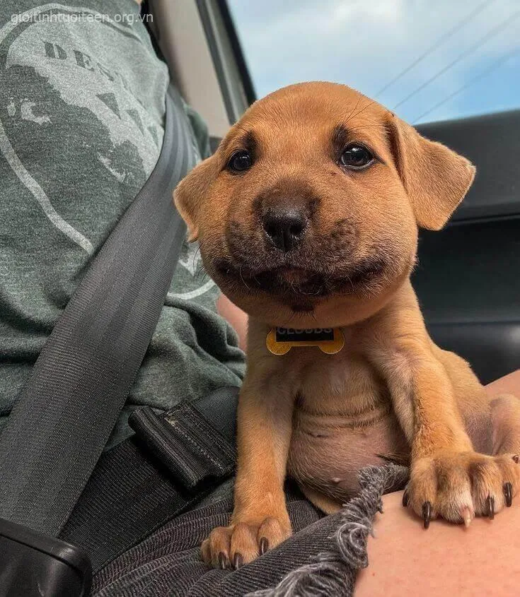 Ảnh vui chó sưng phồng nhưng vẫn giữ dáng ngầu