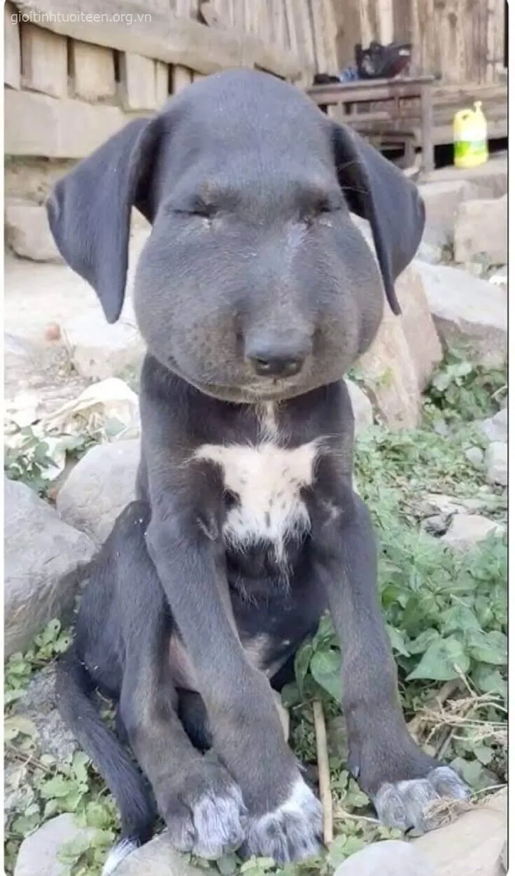 Meme chó đau đớn nhưng vẫn cute lạ kỳ