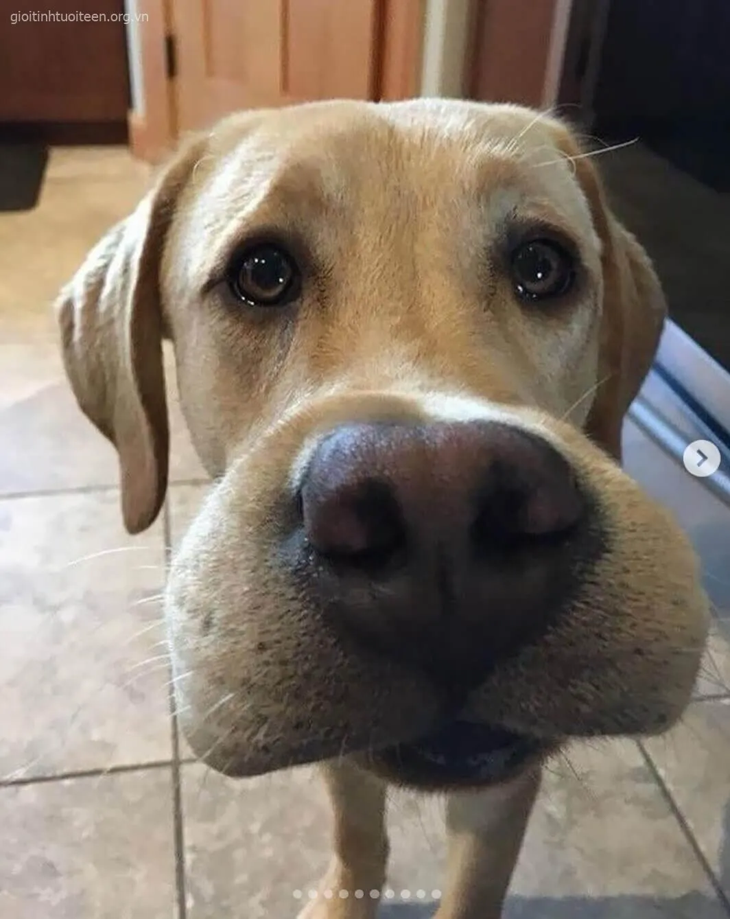 Hình chế chó đáng yêu chịu đựng nọc ong trong im lặng