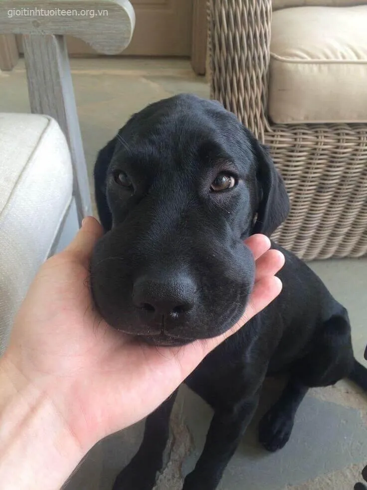 Meme chế ánh mắt nhỏ xíu đầy bất lực