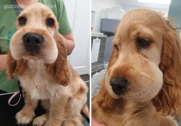 Biểu cảm chó bị ong đốt vừa thảm hại vừa buồn cười