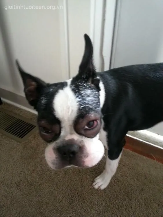 Meme chế thú cưng sưng tấy với ánh mắt cam chịu