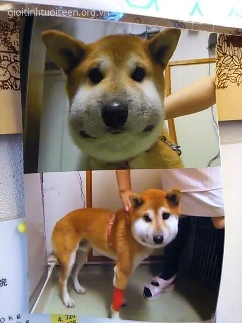 Meme chế chú chó ngơ ngác sau khi bị ong tấn công