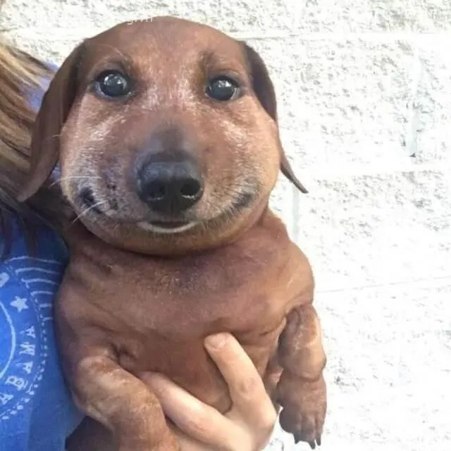 Hình troll biểu cảm gượng gạo khiến ai cũng bật cười