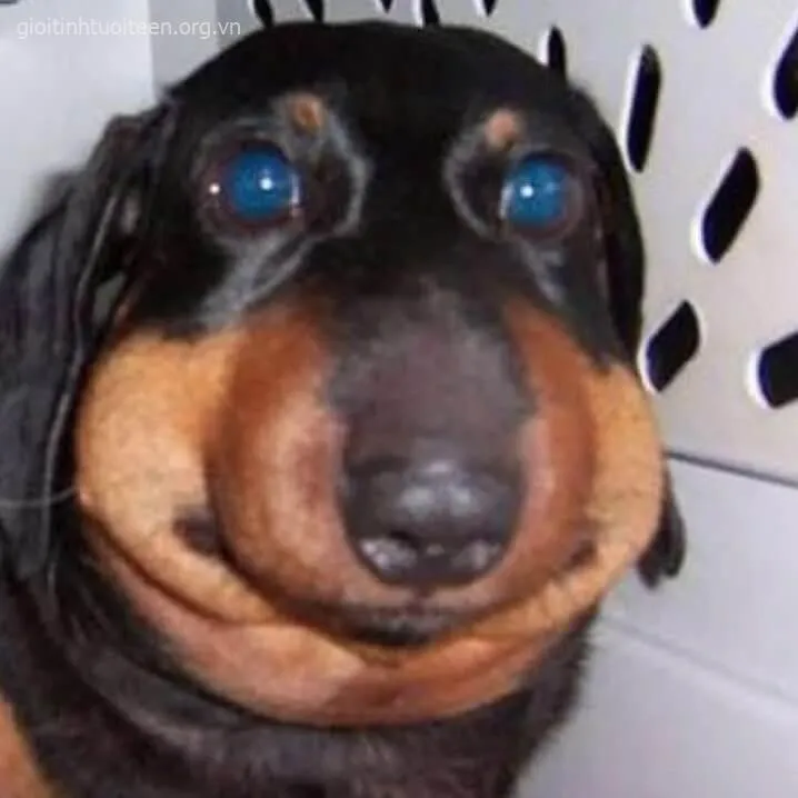 Hình chế boss ngốc nghếch nhưng khiến ai cũng thương