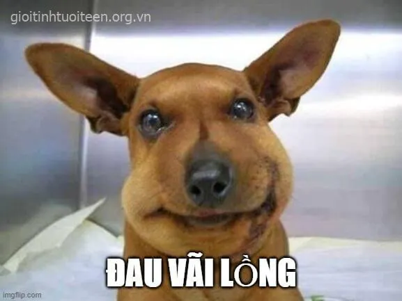 20+ Meme Chó Bị Ong Đốt với gương mặt sưng vù vừa đáng thương vừa buồn cười