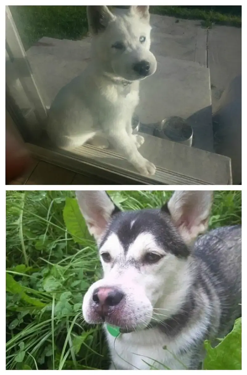 Ảnh vui chú chó bị ong đốt sưng phồng nhìn mà thương