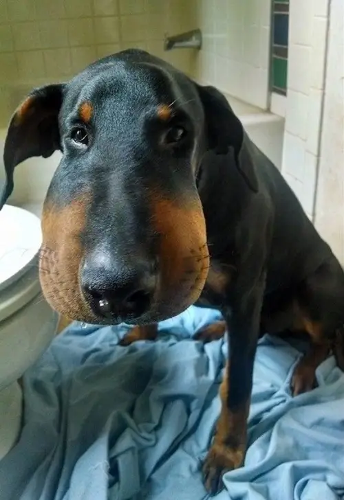 Ảnh troll chó bị đốt khiến dân mạng vừa cười vừa xót