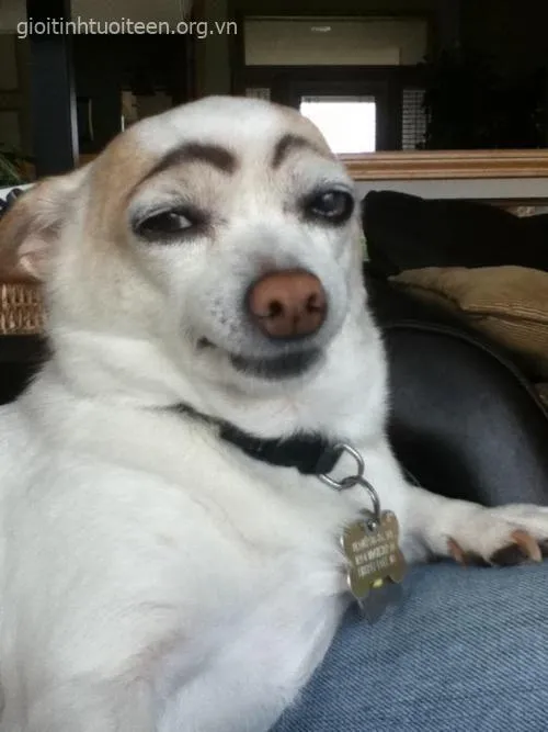 Meme chó vui biểu cảm ngộ nghĩnh không thể chối từ