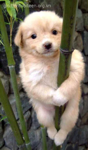 Hình chế vui cún nhỏ nhưng cười cực kỳ tự nhiên