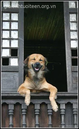 Meme hài chó cười toe thể hiện vibe siêu lầy