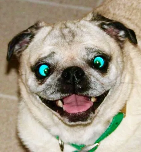 Ảnh meme vui chó Husky phê như hiểu chuyện đời