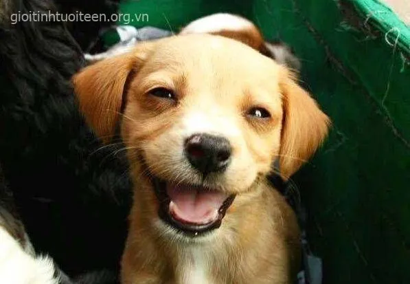 Meme động vật vui nhộn mang năng lượng tích cực