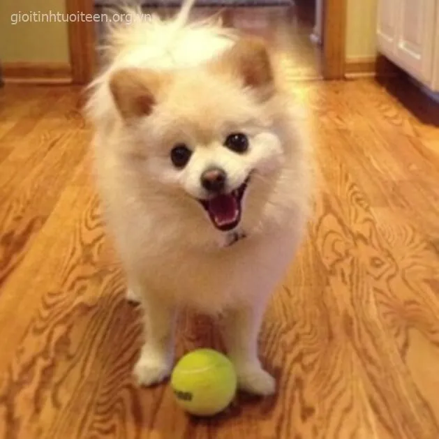 Ảnh troll cún cưng với miệng cười hở răng