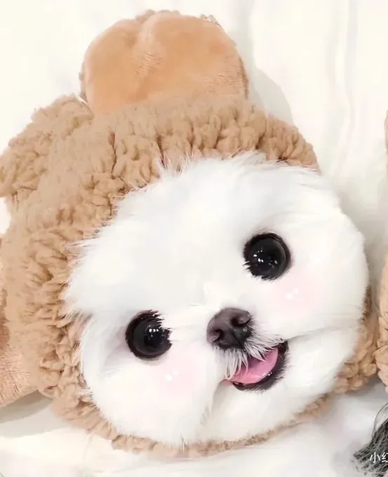 Meme hài chó cười nhếch mép khiến ai cũng bật cười