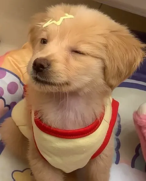 Meme chó Husky cười phê pha nhìn là xỉu