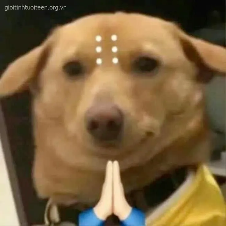 Ảnh chế Shiba hớn hở khiến dân mạng thả tim rần rần