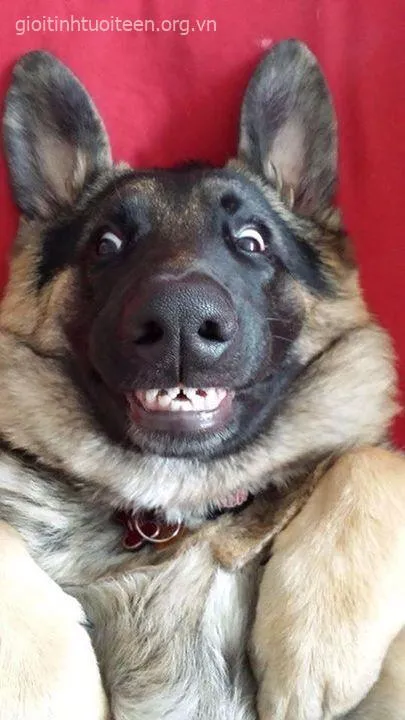 Ảnh chế vui cún cưng với caption troll cực gắt