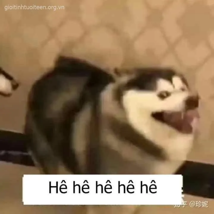 Top meme chó cười phê pha khiến Facebook cười nghiêng ngả